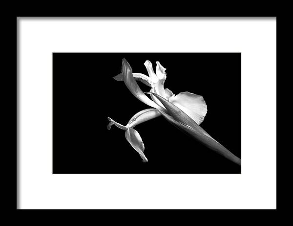 Iris Framed Print featuring the photograph Iris by Elsa Santoro