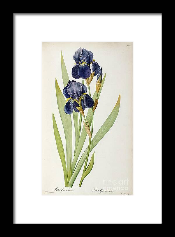 Iris Framed Print featuring the painting Iris Germanica by Pierre Joseph Redoute
