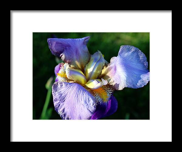 Flower Framed Print featuring the photograph Iris in bloom by Jean Evans