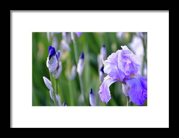 Iris Framed Print featuring the photograph Iris Infinite by Angelina Tamez