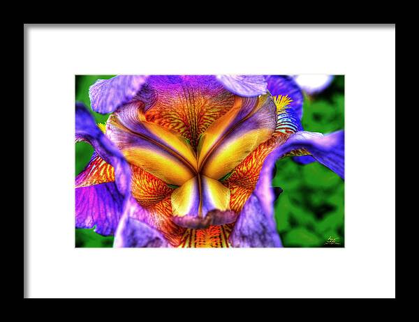 Flowers Framed Print featuring the photograph Iris Inside by Sam Davis Johnson