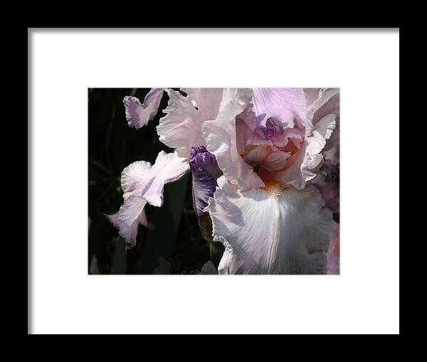 Flower Framed Print featuring the photograph Iris Lace by Steve Karol