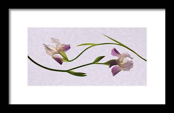 Irises Framed Print featuring the photograph Iris Melody by Leda Robertson