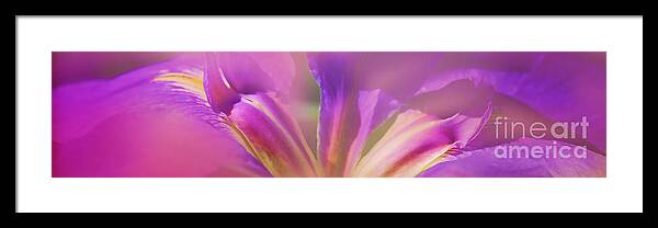 Iris Framed Print featuring the photograph Iris Panorama by Judi Bagwell