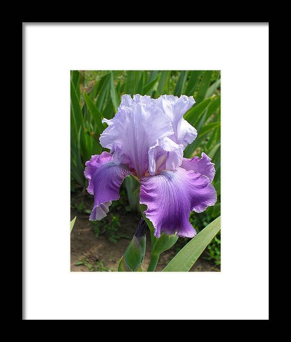 Iris Framed Print featuring the photograph Iris by Peggy King