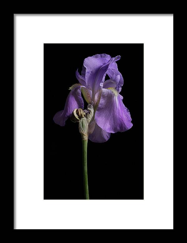 Purple Iris Framed Print featuring the photograph Iris Series 1 by Mike Eingle