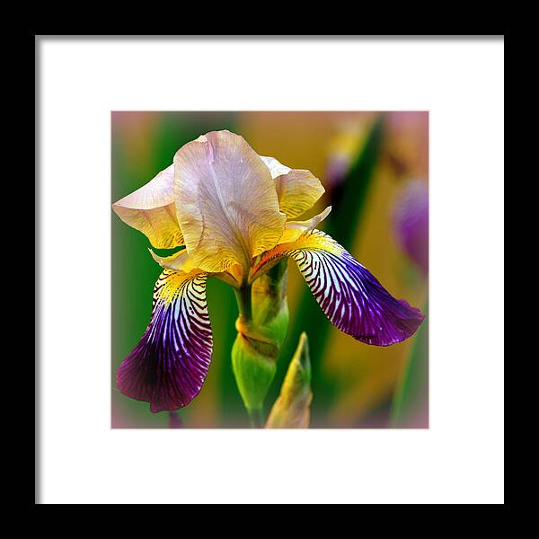 Iris Stepping Out Framed Print featuring the photograph Iris Stepping Out by Kimberly Woyak