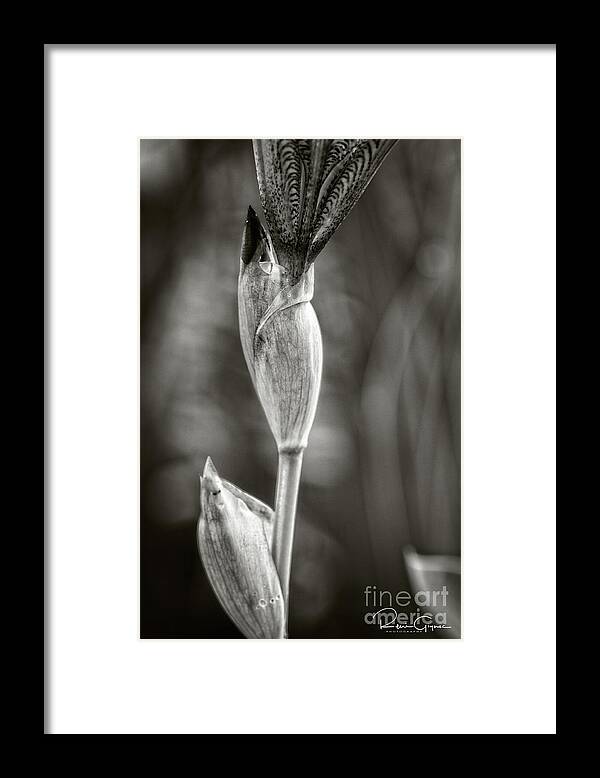 Iris Framed Print featuring the photograph Iris To Be by Rene Gignac