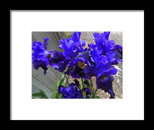 Iris Framed Print featuring the photograph Irises 26 by Ron Kandt