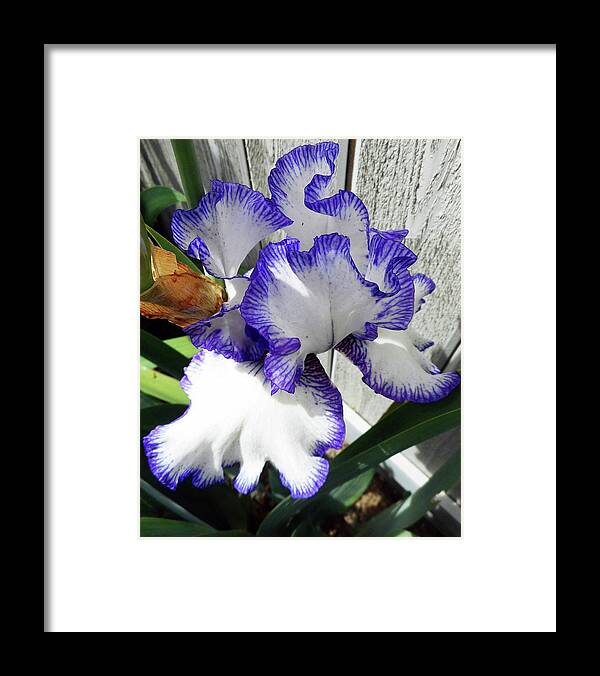 Iris Framed Print featuring the photograph Irises 4 by Ron Kandt
