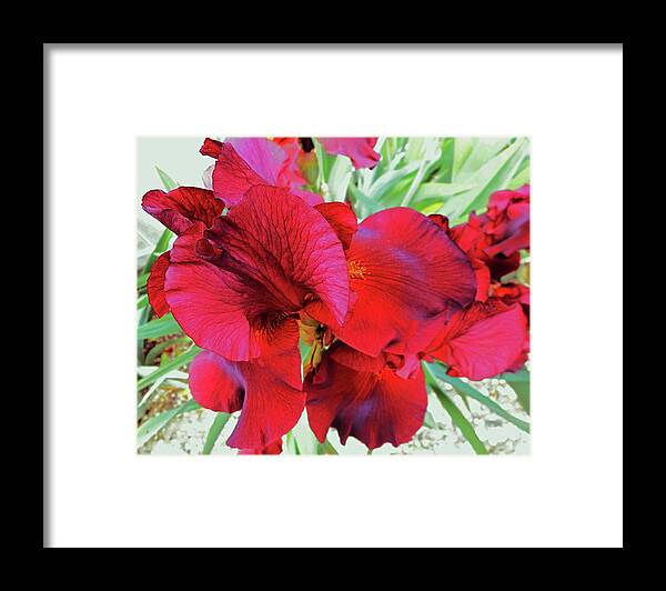 Iris Framed Print featuring the photograph Irises 6 by Ron Kandt