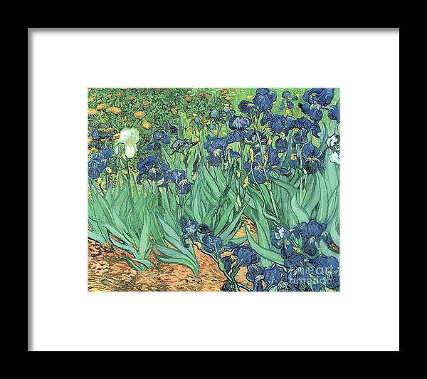 Irises Framed Print featuring the painting Irises by Vincent Van Gogh by Vincent Van Gogh