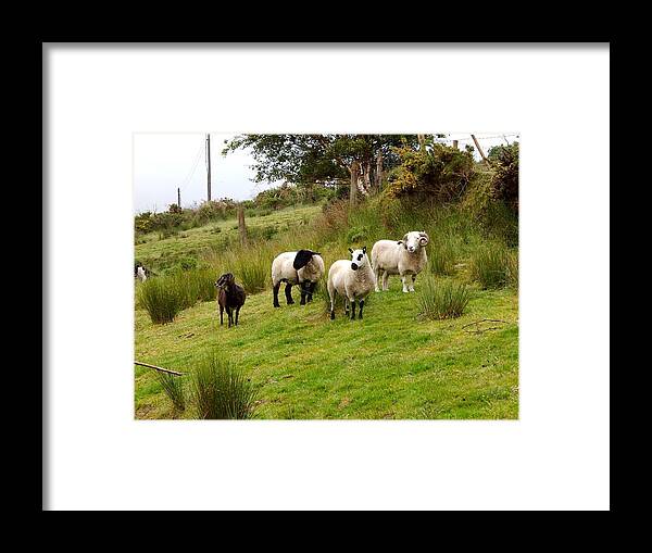 Ireland Framed Print featuring the photograph Irish sheep grazing by Sue Morris