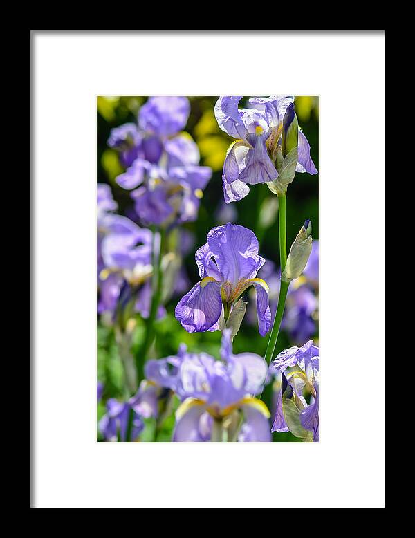 Purple Framed Print featuring the photograph Irisses by Rainer Kersten