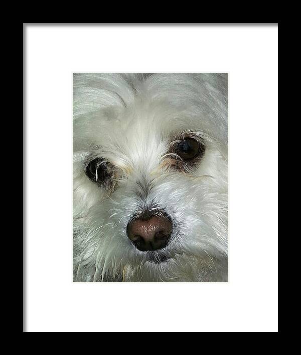 Irresistible Chloe Framed Print featuring the photograph Irresistible Chloe by Emmy Marie Vickers