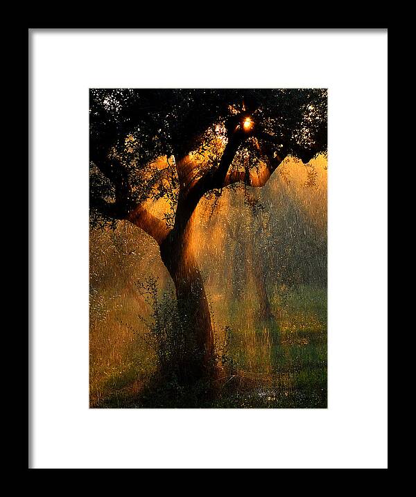 Olive Framed Print featuring the photograph Irrigation by Stefano Castoldi