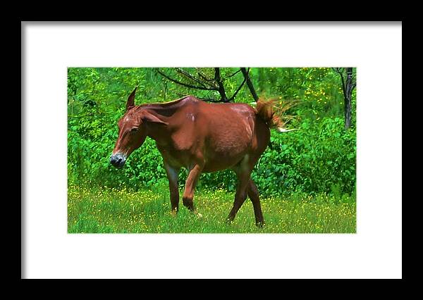 Horse Framed Print featuring the photograph Irritated Horse by Eileen Brymer