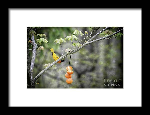 Orioles Framed Print featuring the photograph Is This For Me by Lila Fisher-Wenzel