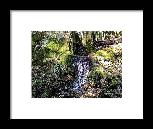 Orcas Island Framed Print featuring the photograph Island Stream by William Wyckoff