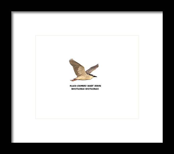 Black-crowned Night Heron Framed Print featuring the photograph Isolated Black-crowned Night Heron 2017-6 by Thomas Young