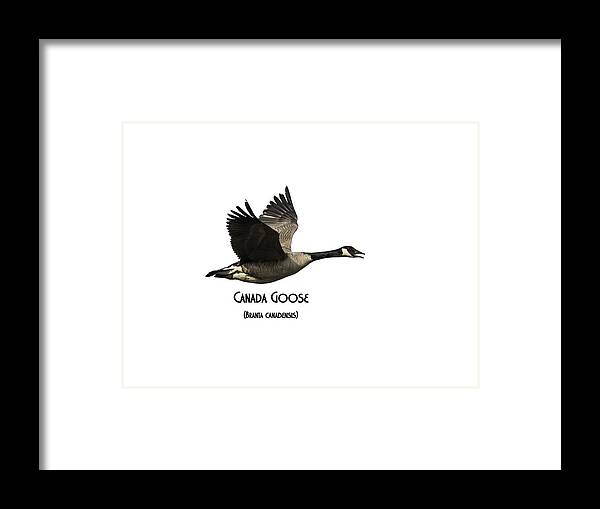 Canada Goose Framed Print featuring the photograph Isolated Canada Goose 2015-1 by Thomas Young
