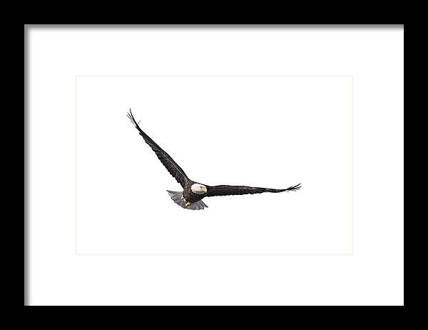 American Bald Eagle Framed Print featuring the photograph Isolated Eagle 2017-3 by Thomas Young