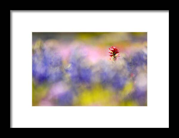 Paintbrush Framed Print featuring the photograph Isolated Paintbrush by Ted Keller