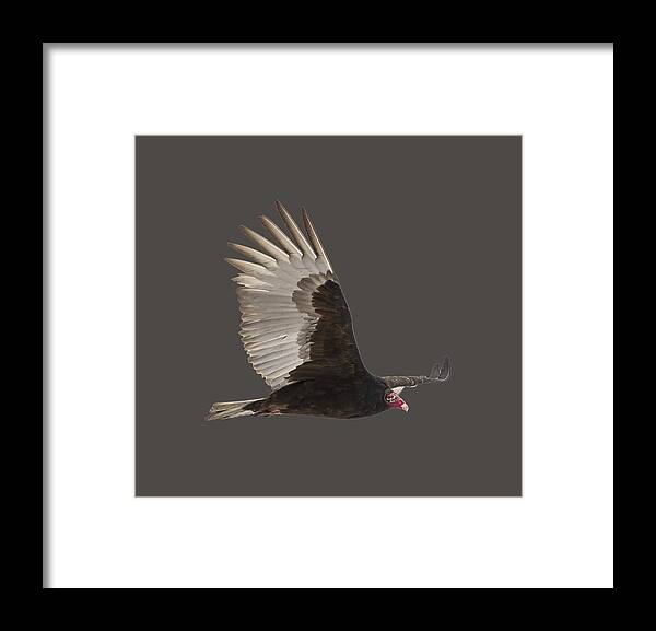 Turkey Vulture Framed Print featuring the photograph Isolated Turkey Vulture 2014-1 by Thomas Young