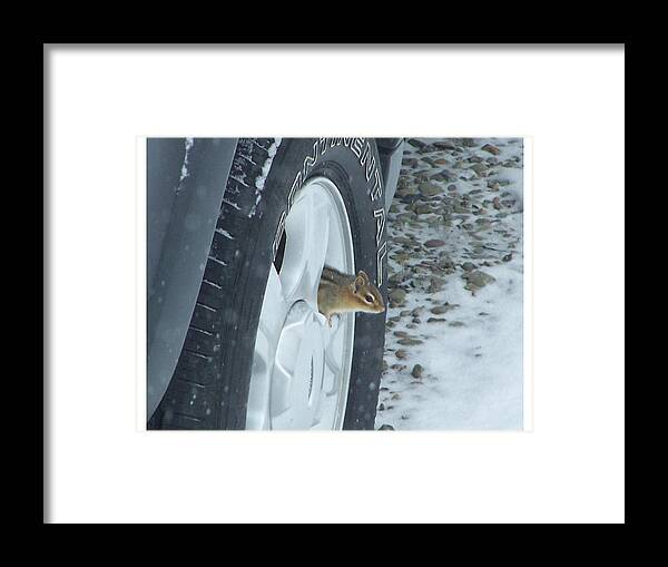 Rodent Framed Print featuring the photograph It is Warm Inside by Lila Mattison