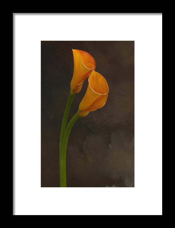 Calla Lilies Framed Print featuring the photograph It Takes Two to Tango by Mary Buck