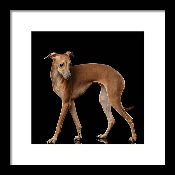 Greyhound Framed Print featuring the photograph Italian Greyhound Dog Standing isolated by Sergey Taran