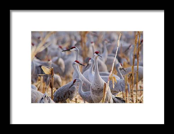 Sandhill Cranes Framed Print featuring the photograph It's a sandhill crane thing by Jeff Swan