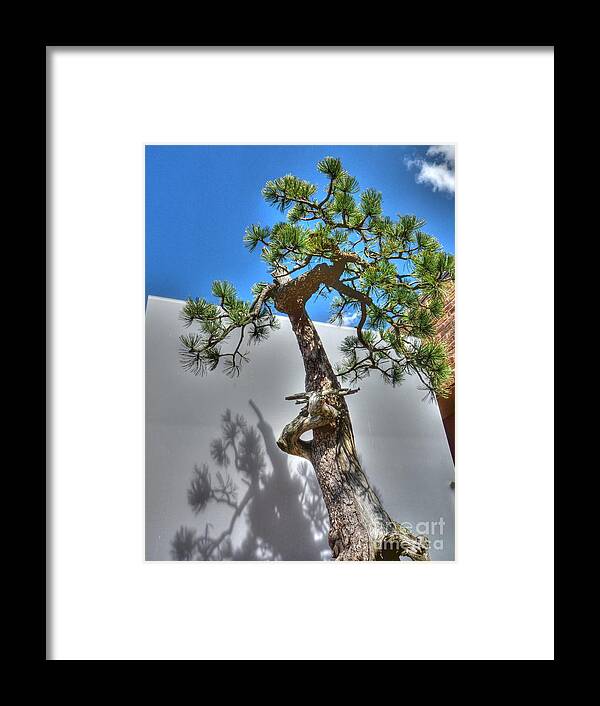 Bonzai Tree Framed Print featuring the photograph It's a small world after all... by David Bearden