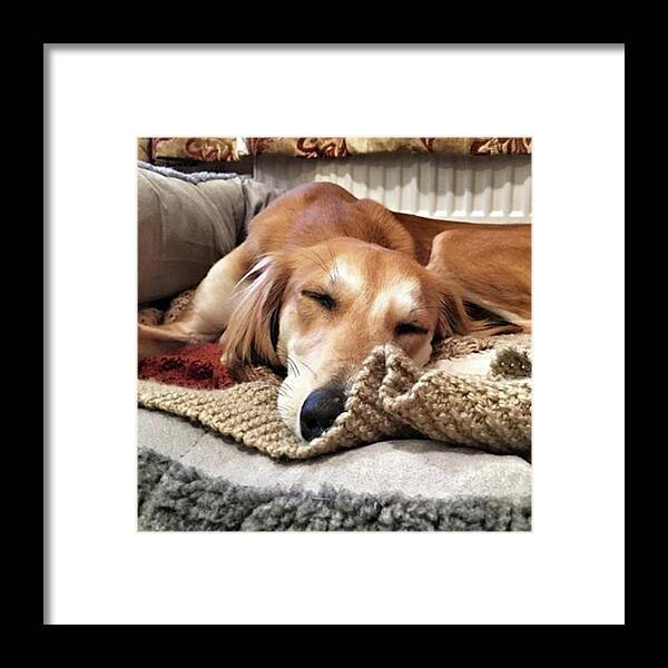 Dogsofinstagram Framed Print featuring the photograph It's Been A Hard Day...

#saluki by John Edwards