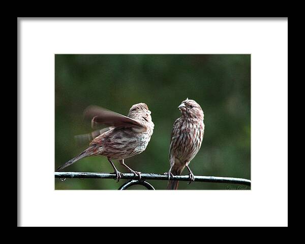 Birds Framed Print featuring the photograph It's My Turn by Trina Ansel
