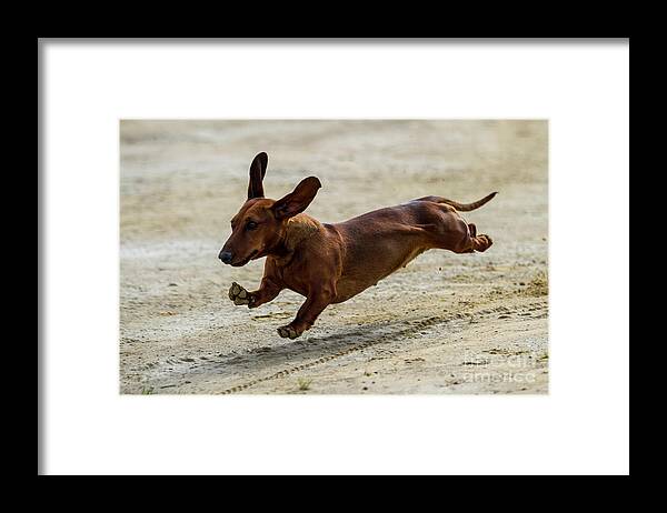 Dachshund Framed Print featuring the photograph Its not a Sausage its a Dog by Heiko Koehrer-Wagner
