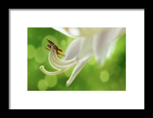 Hosta Framed Print featuring the photograph It's Summer Time by Mike Eingle