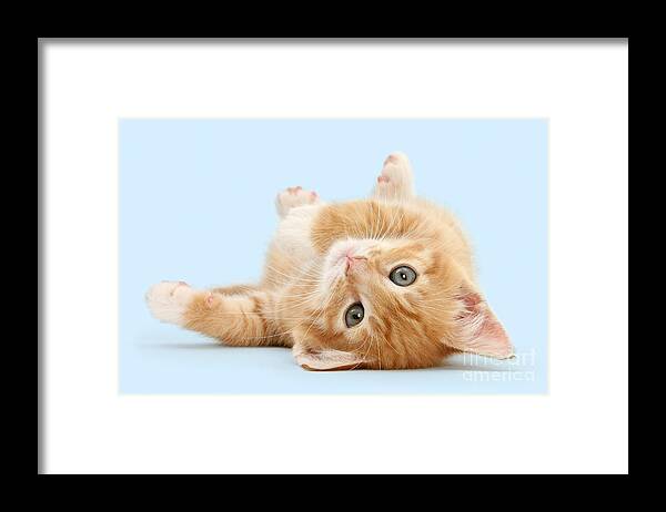 Ginger Framed Print featuring the photograph It's Sunday, I'm feeling lazy by Warren Photographic