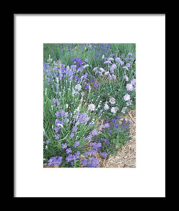 Nature Framed Print featuring the photograph It's The Blues by Carol Komassa