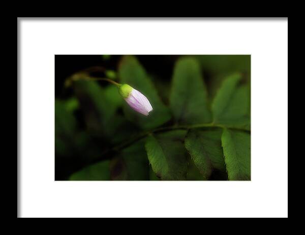 Flower Framed Print featuring the photograph It's Time by Mike Eingle