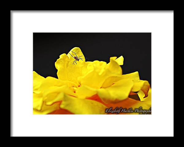  Framed Print featuring the photograph Itsy Bitsy by Elizabeth Harllee