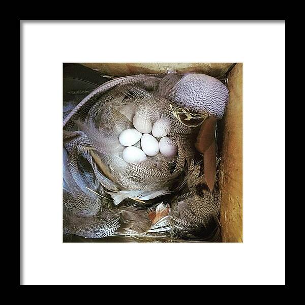 Photograph Framed Print featuring the photograph Tree Swallow Nest of Feathers by Hermes Fine Art
