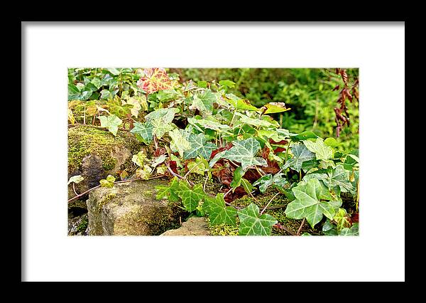 Ivy Framed Print featuring the photograph Ivy on Stones by Elena Perelman