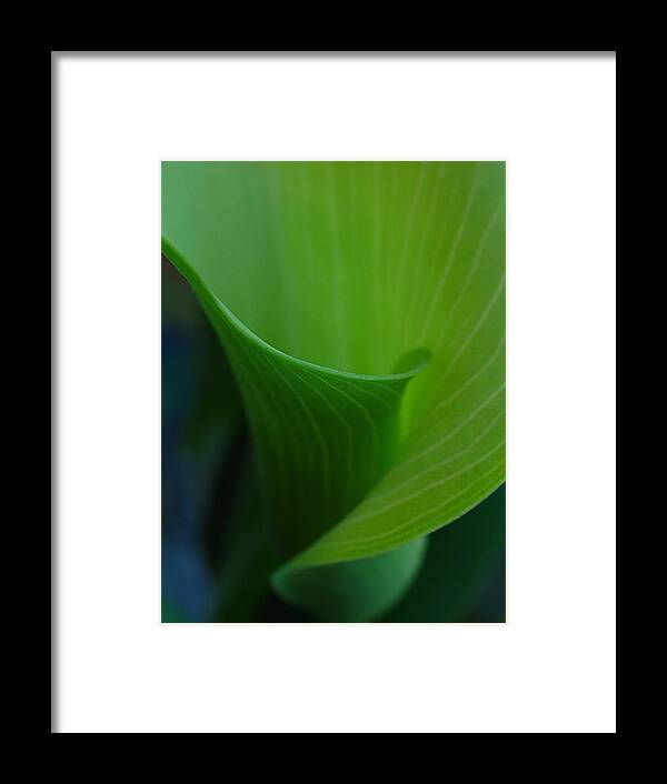 Leaf Framed Print featuring the photograph Jack in a Pulpit by Juergen Roth