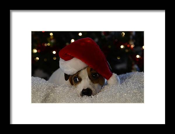 Jack Russel Christmas Framed Print featuring the photograph Jack Russel Christmas by Ann Bridges