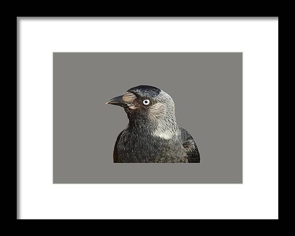Western Framed Print featuring the photograph Jackdaw Corvus monedula Bird Portrait Vector by Taiche Acrylic Art