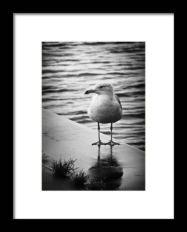 Seagull Framed Print featuring the photograph Jackson Street Pier Seagull by Shawna Rowe
