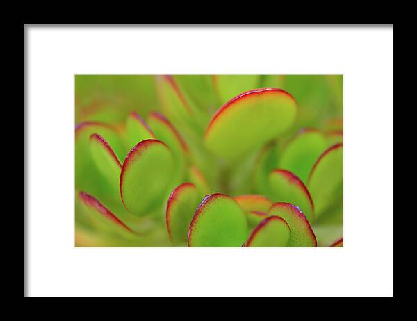 Jade Framed Print featuring the photograph Jade by Kathy Yates