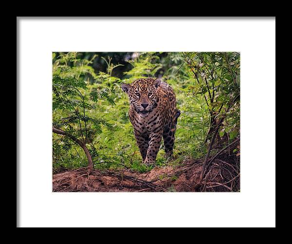 Jaguar Framed Print featuring the photograph Jaguar   by Wade Aiken