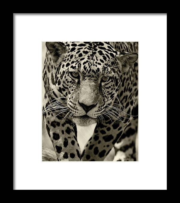 Jaguar Framed Print featuring the photograph Jaguar in Black and White III by Sandy Keeton